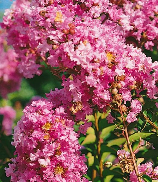 Lagerstroemia indica 'Petite Pink'